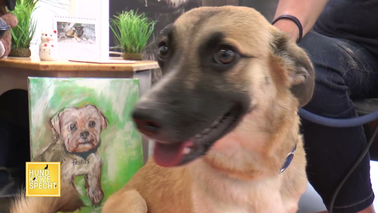 Hund Katze Specht | 11.07.2021