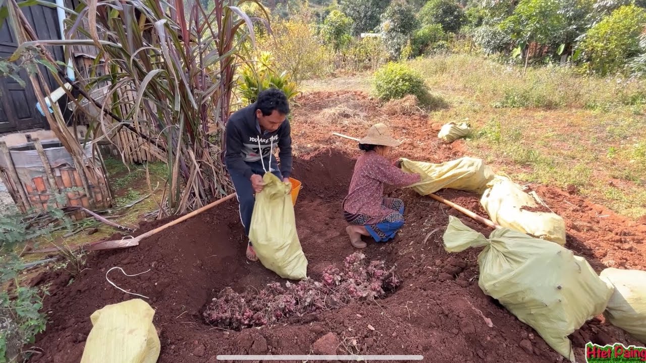 Yacon Harvesting | ယာကွန်တွေ စိုက်သင့်ပြီလား 