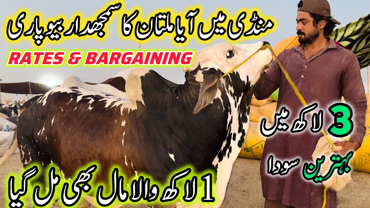Northern Bypass Mandi Rates & Bargaining | Cow Mandi 2025 | Bakra Eid Season 2025