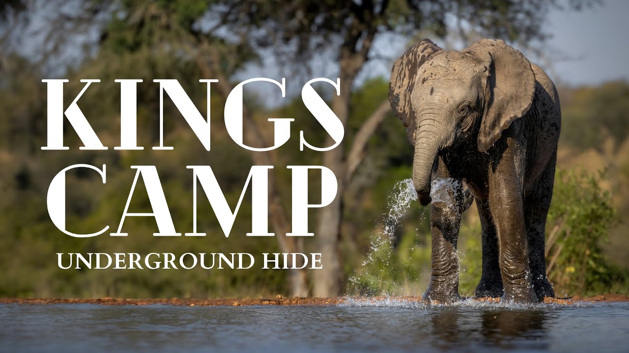 The Kings Warren UNDERGROUND HIDE at Kings Camp | Timbavati Private Nature Reserve