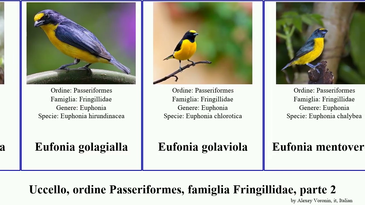 Uccello, ordine Passeriformes, famiglia Fringillidae, parte 2 eufonia ciuffolotto fringuello roseo
