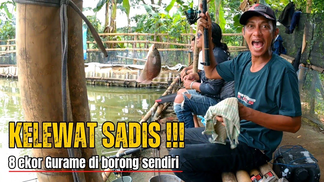 MANCING GURAME ‼️Tetangga sampai bengong dibuatnya
