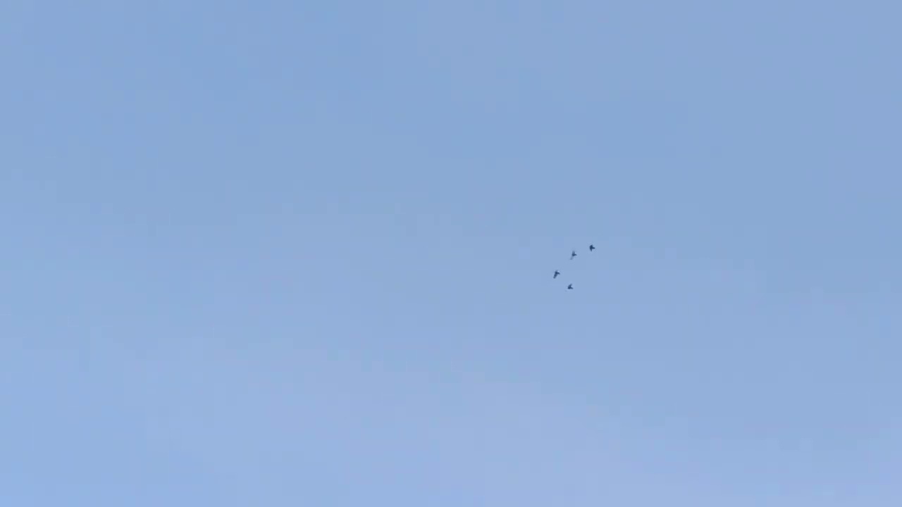 Пермські високольотні голуби