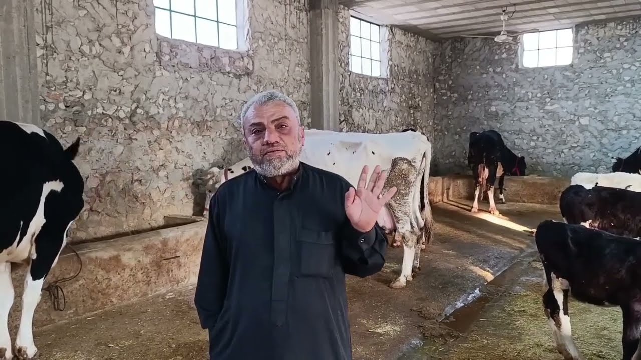 مزرعه أبو علي بانص تاجر البقر حليب 40 كيلو     بتاريخ 2025/11/26.رقم التواصل ( 0968337737).
