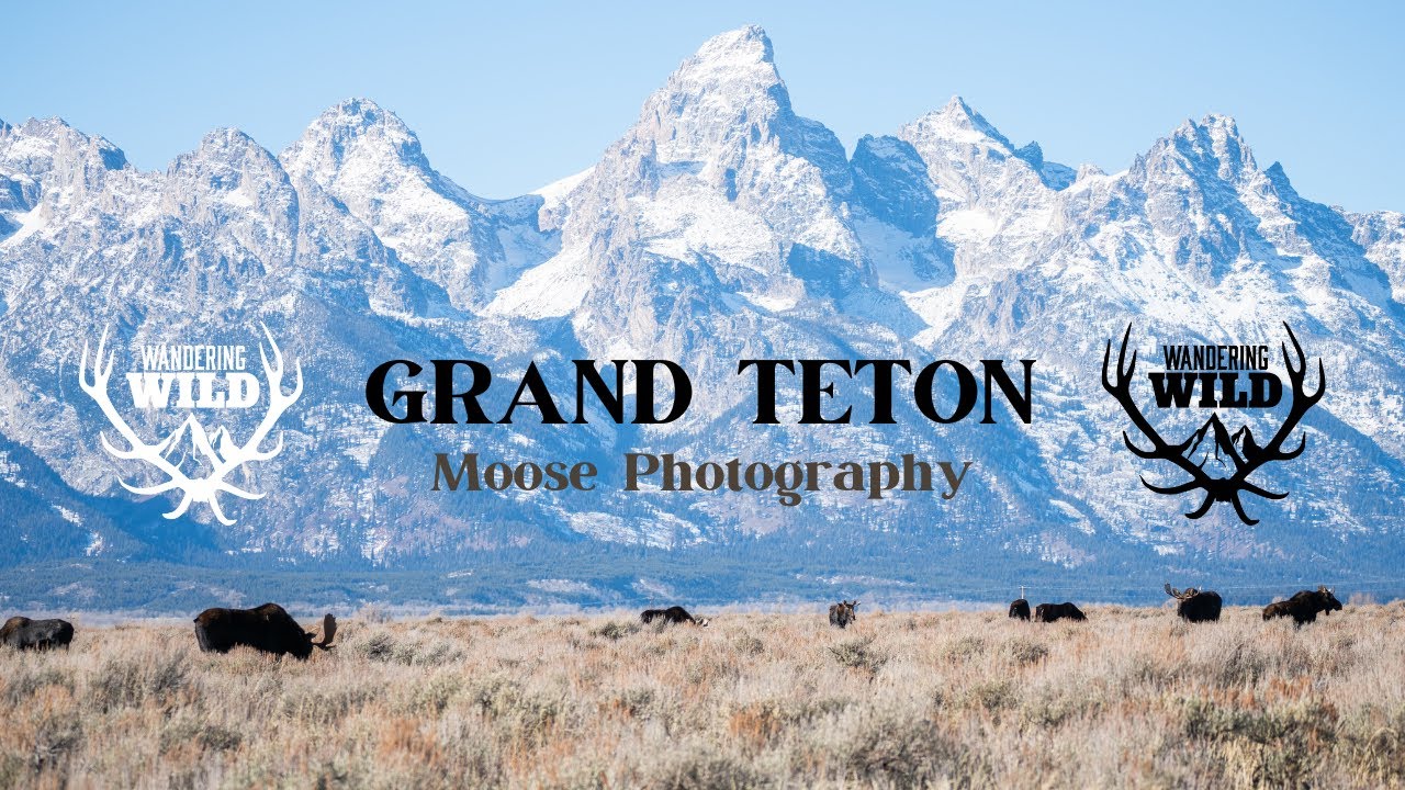Winter Moose Photography in Grand Teton National Park!