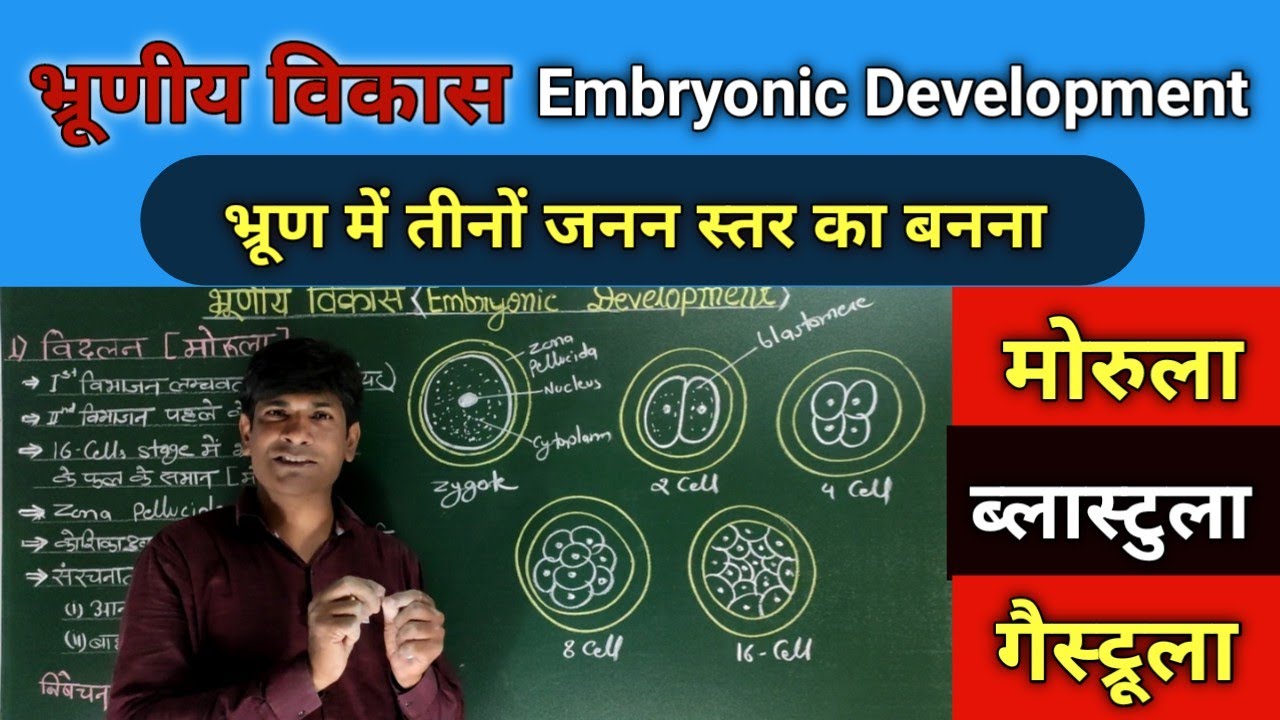 भ्रूणीय विकास Embryonic Development. Morula, Blastula, Gastrula (Endoderm,Mesoderm and Actoderm)
