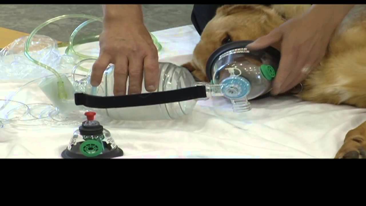 Dog Oxygen Therapy