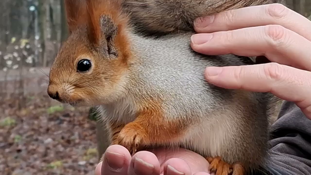 Счастливая белка в ладошке /A happy squirrel in the palm of your hand #squirrel