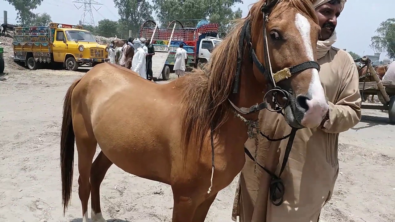 mandi gujrat main horse ka uper zolam or rate bhi 2020 by nawaz horse wala