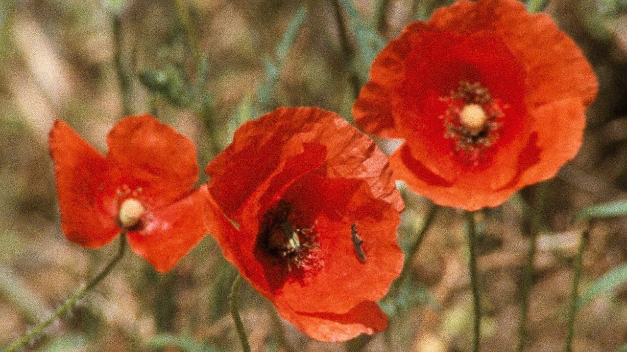 Xcèntric Focus #1: Rose Lowder. Bouquets 1-10 per Gloria Vilches