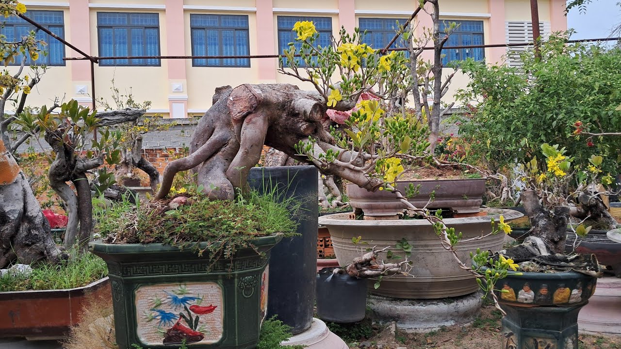 Em kiên nguyễn quốc 39 mời anh cùng ngắm hoa mai rừng bình thuận nhé