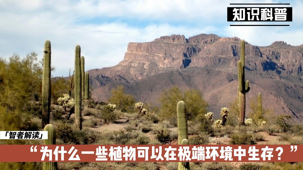 为什么一些植物可以在极端环境中生存？