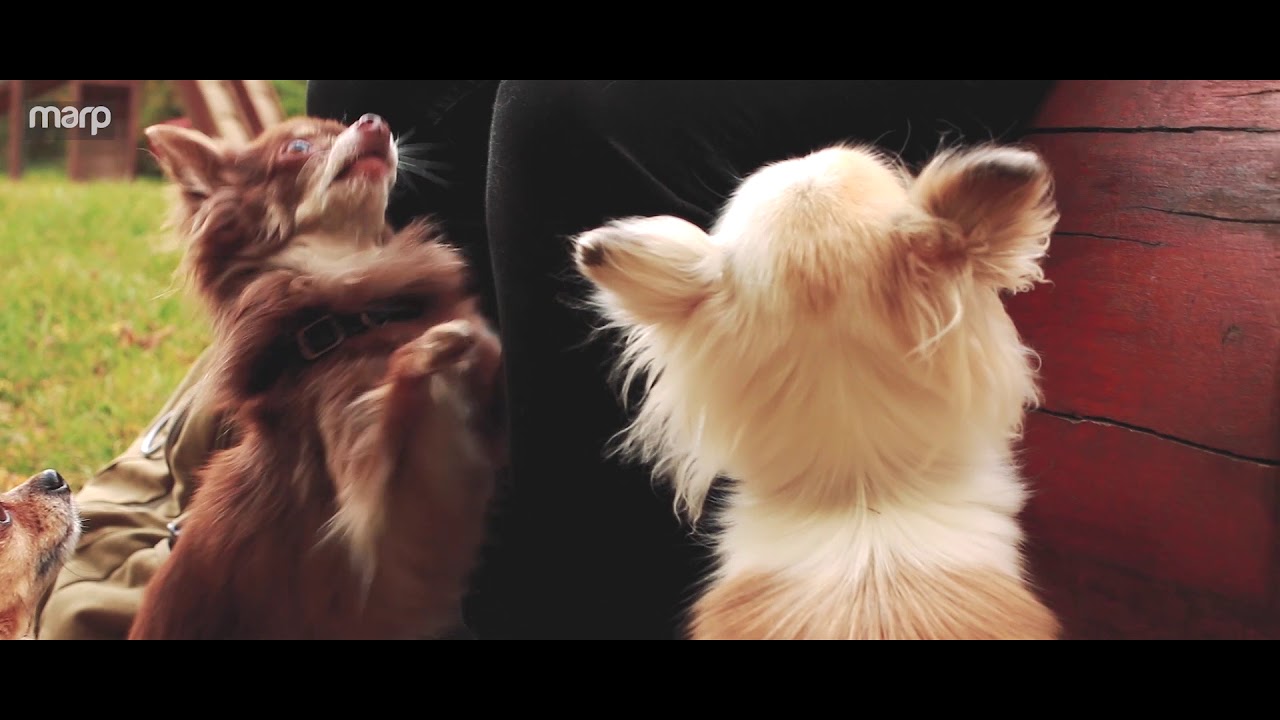 MARP Tierfutter &ndash; nat&uuml;rliches und holistic Futter f&uuml;r Hunde und Katzen