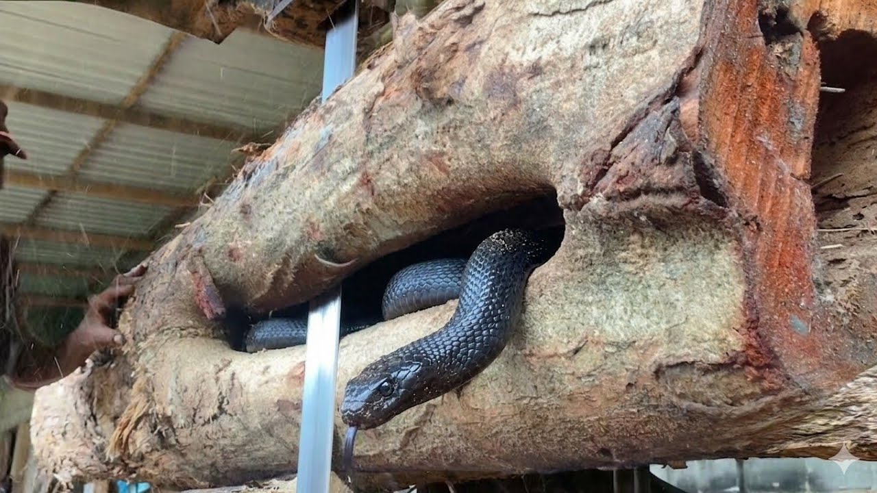 Double attack from inside the hole!! Dangerous incident while sawing stumps in a sawmill