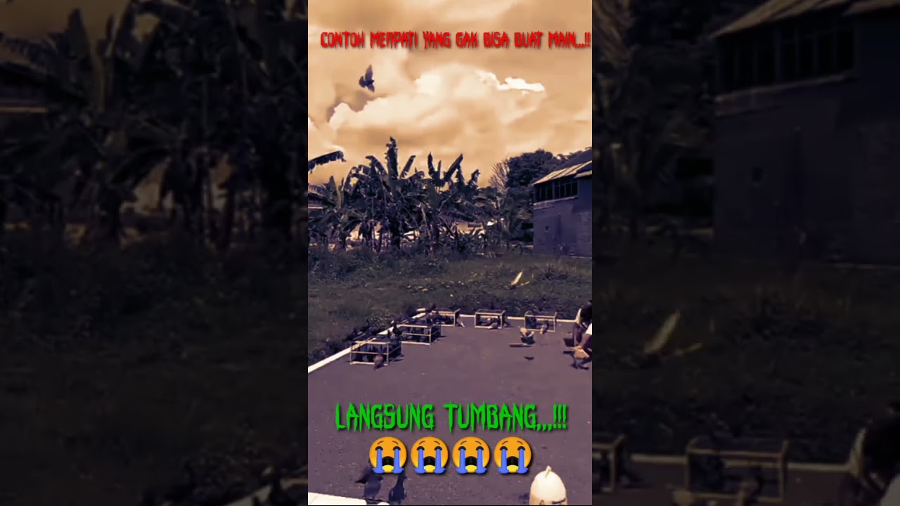 MERPATI TURUN EXTREAM LANGSUNG MATI#shorts