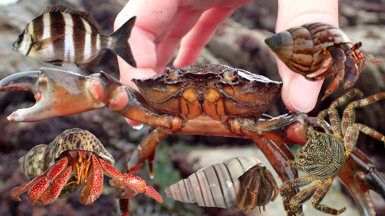 Catch a lot of sea animals‼️crabs, hermit crabs, zebra fish