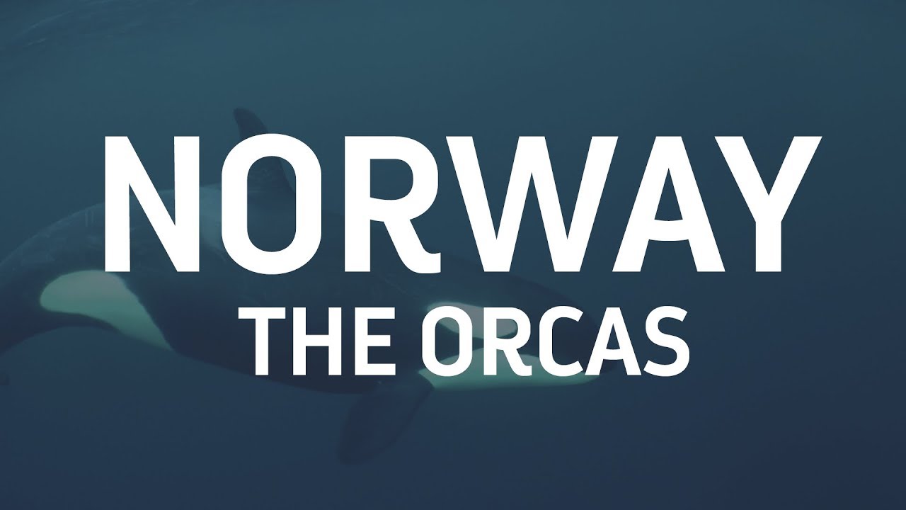 Part Two: The orcas of northern Norway