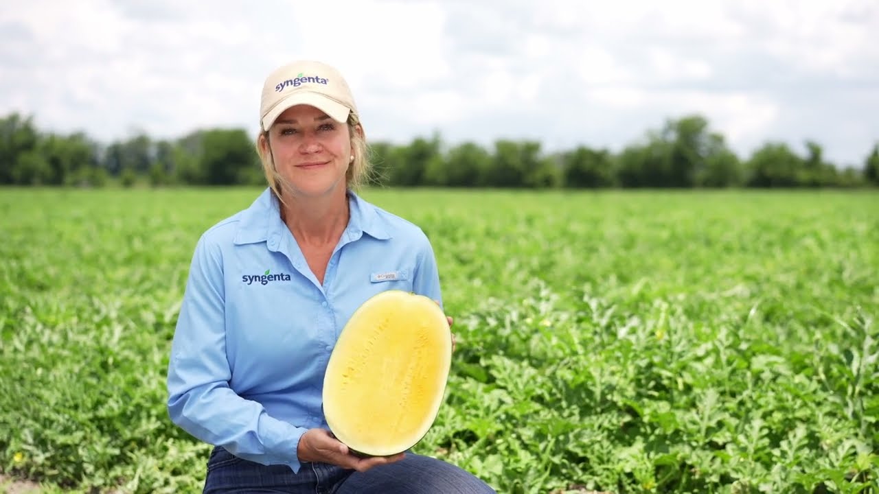 Golden Crisp: Syngenta's Premium Yellow Seedless Watermelon