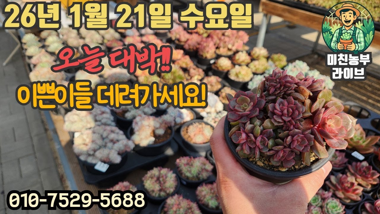 2026.1.21 미친농부 라이브 #다육#다육이#succulent#crazy farmer