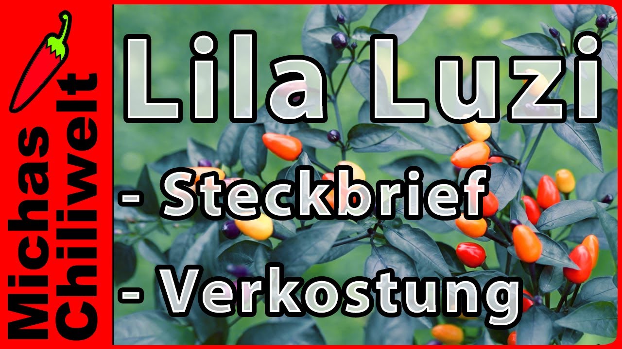 Lila Luzi  |  Steckbrief und Verkostung  |  Chili Sorten  |  Chilis