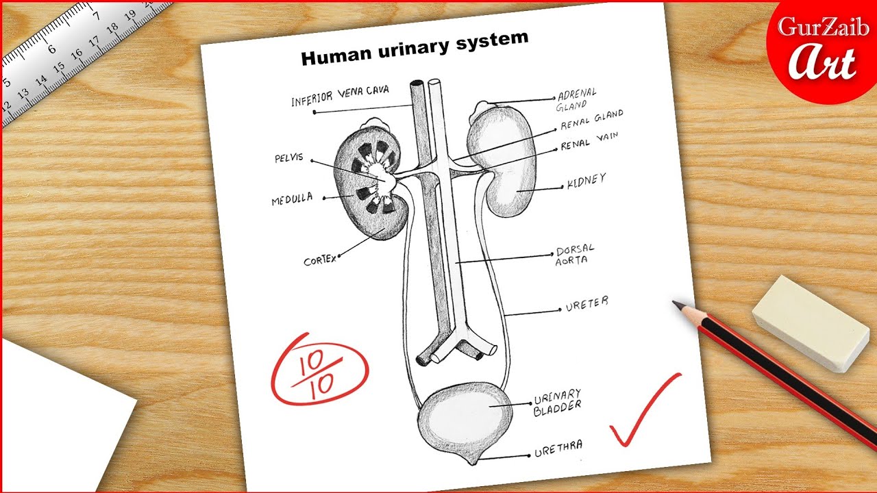 How to draw a Human urinary system Diagram Drawing || easy science project making