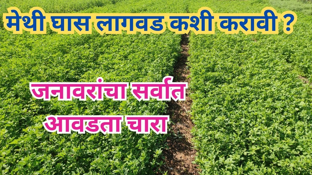 मेथी घास लागवड/लसूण घास लागवड संपूर्ण माहिती | शेळीपालन व पशुपालनसाठी सर्वोत्तम चारा #lucernemaxpro