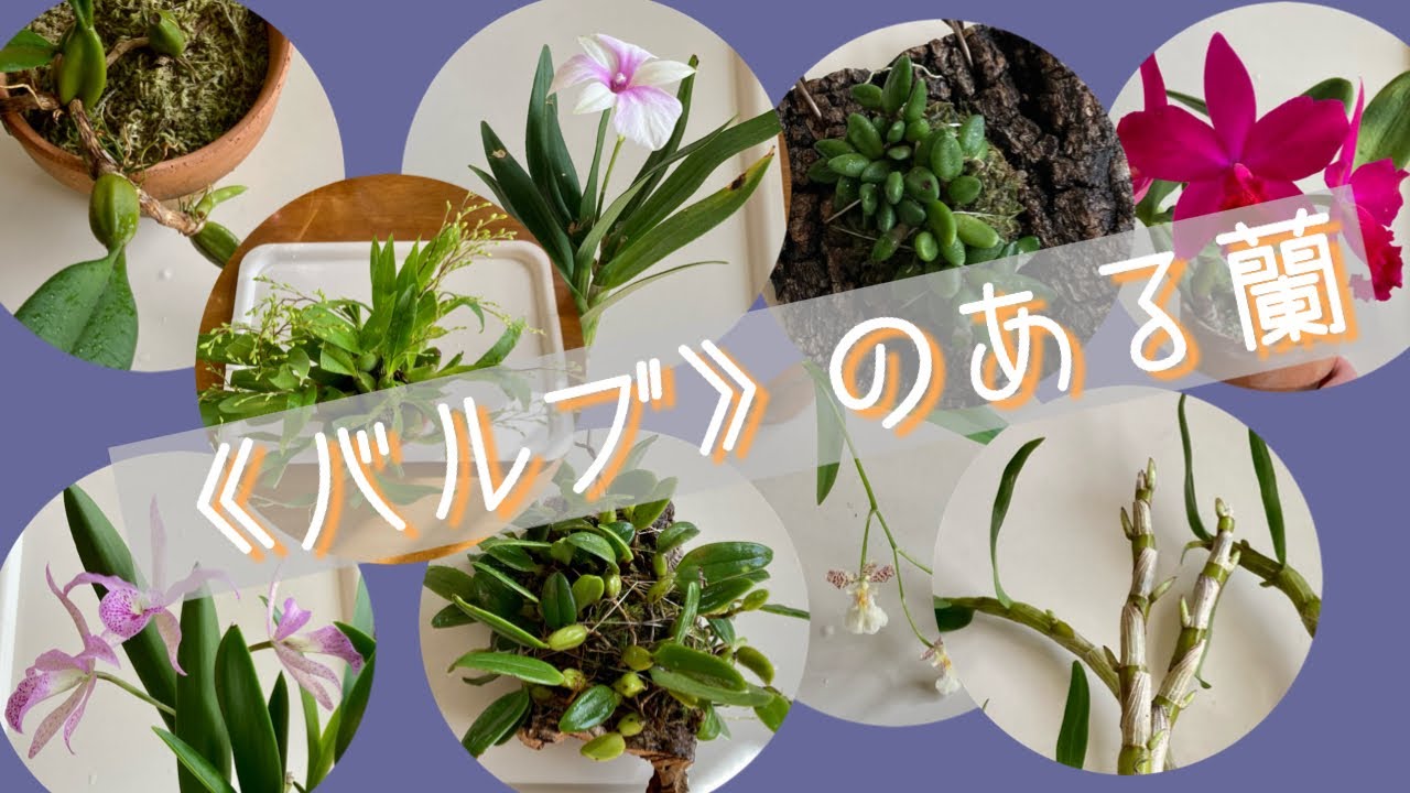 2022年12月12日　《バルブ》を持つ蘭　横に広がるように増えるバルブ　デンドロビューム　カトレア　バルボフィラム　オンシジューム　デンファレ