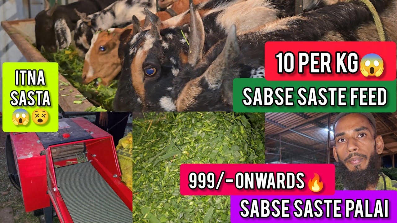 10 Rupee🤯Per KG Sabse Saste Feed 999/- Onwards🔥World Lowest Palai Rate || Atik Bhai Mumbra Mumbai ||