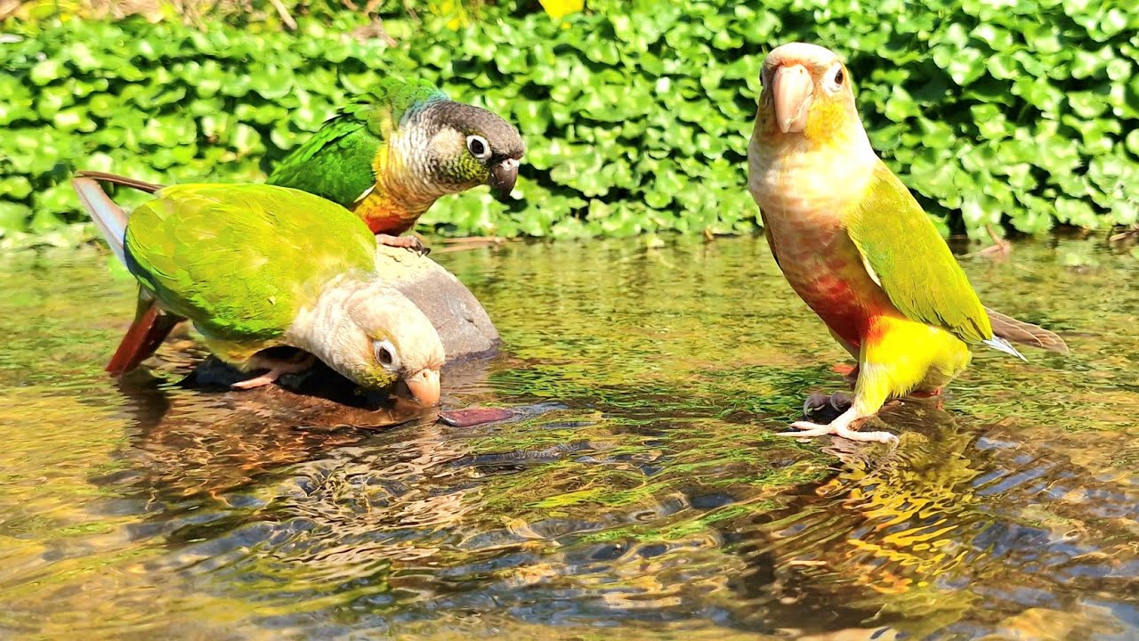 Nature bird sounds : green cheek conure parrot singing sound, The parrot is about to take a bath