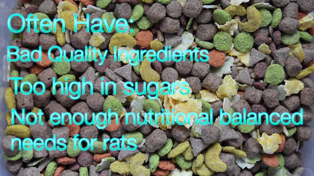 Owning Rats On A Budget!