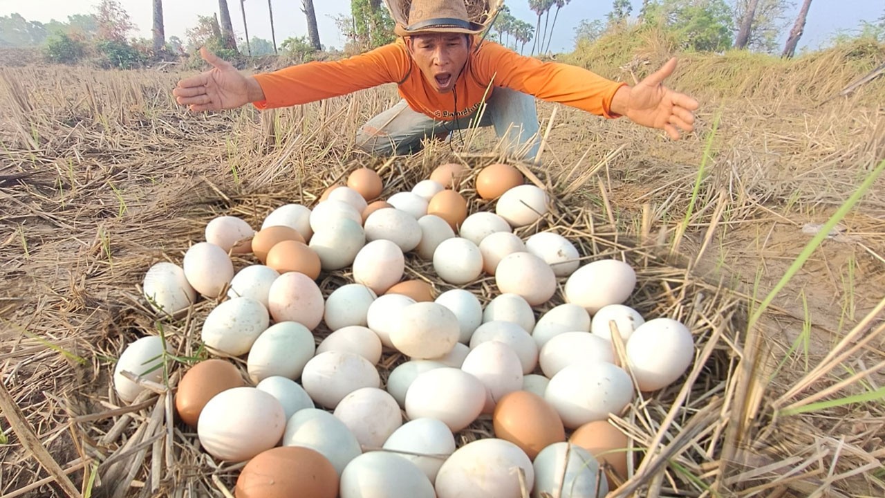 Wow wow! Pick lots of duck eggs near the water's edge, picking the best ones by hand.