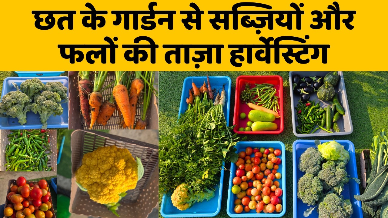 छत के गार्डन से सब्ज़ियों और फलों की ताज़ा हार्वेस्टिंग 🍅🍓Terrace Garden Harvesting Video In Hindi