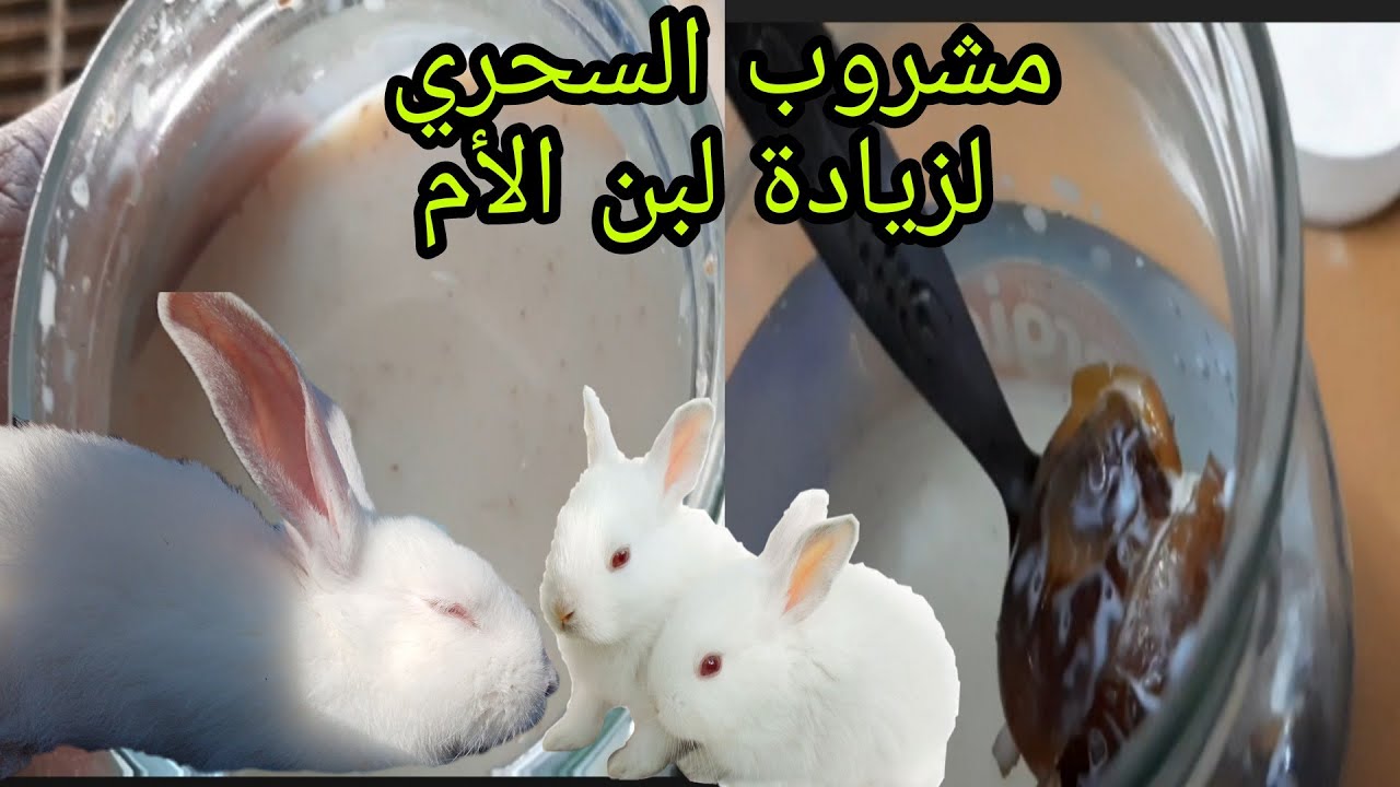الوصفة السحرية لزيادة حليب إينات الأرنب