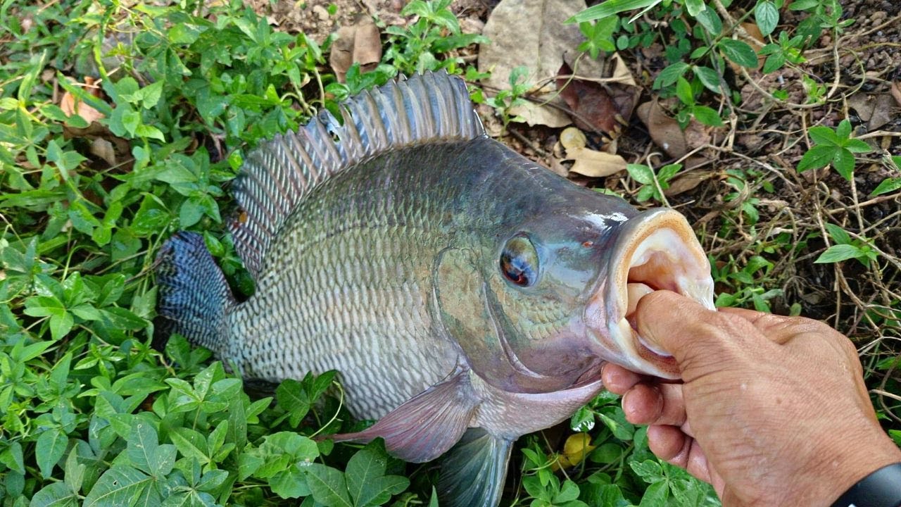 CASTING FOR ANYTHING THAT BITES  - LAKE & BRAKISH WATER FISHING | Colombo - Sri Lanka