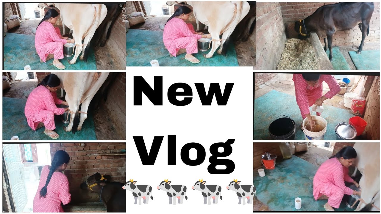 My New vlog 😍 🐄🐄