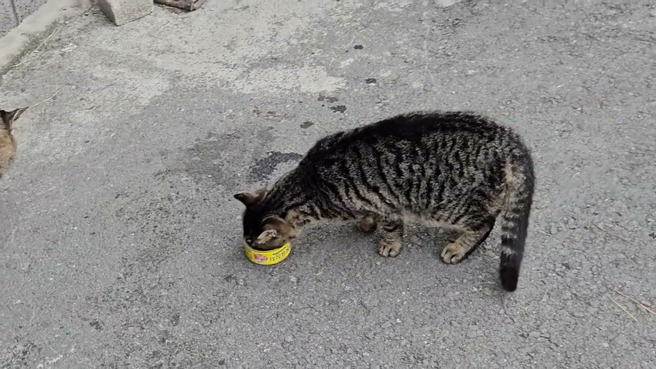 고양이 갑지니 가족  함께 모여 간식을  먹어요