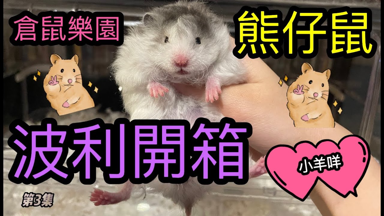 🐻熊仔鼠波利開箱🐻 (🐹倉鼠樂園🐹 - 第3集)