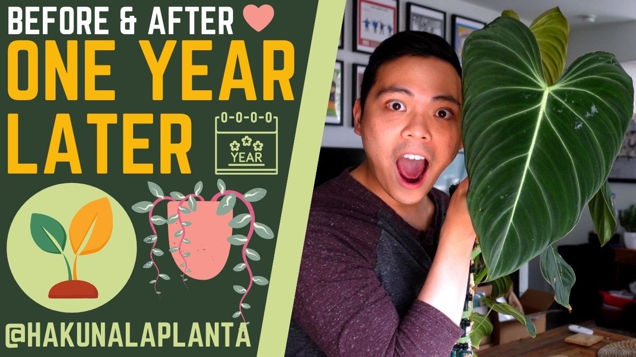 Plants I Switched to LECA 💚 | BEFORE & AFTER 🤩 - PHILODENDRON, MONSTERA, SYNGONIUM (PART 6)