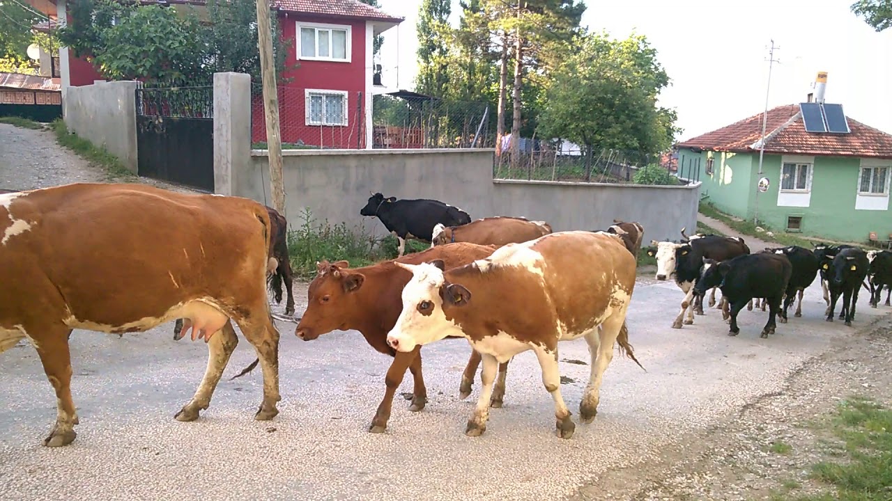 ÇAKIRSU YONNUS  KÖYÜ İNEKLERİN KÖYE GİRİŞİ