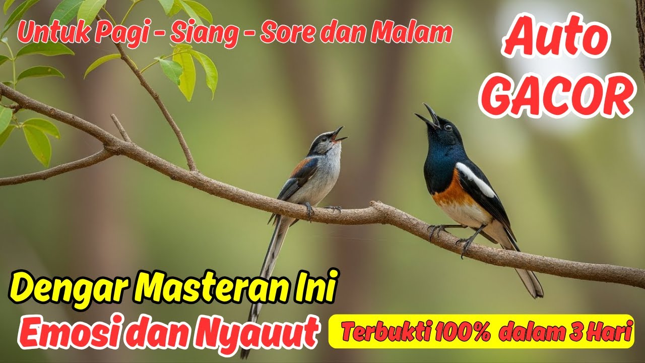 Masteran Murai Batu Buat Mental Down Auto Naik Lagi