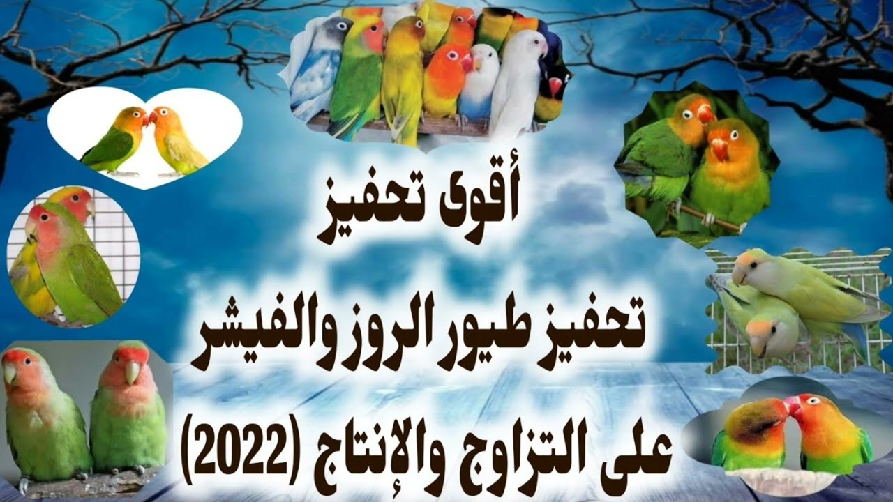 الفيشر او الروز🤝100%