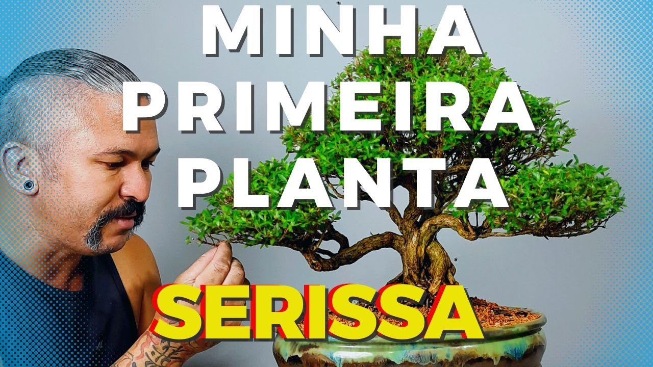 Minha primeira planta. Serissa, transplante, troca de vaso .Bonsai para iniciantes.