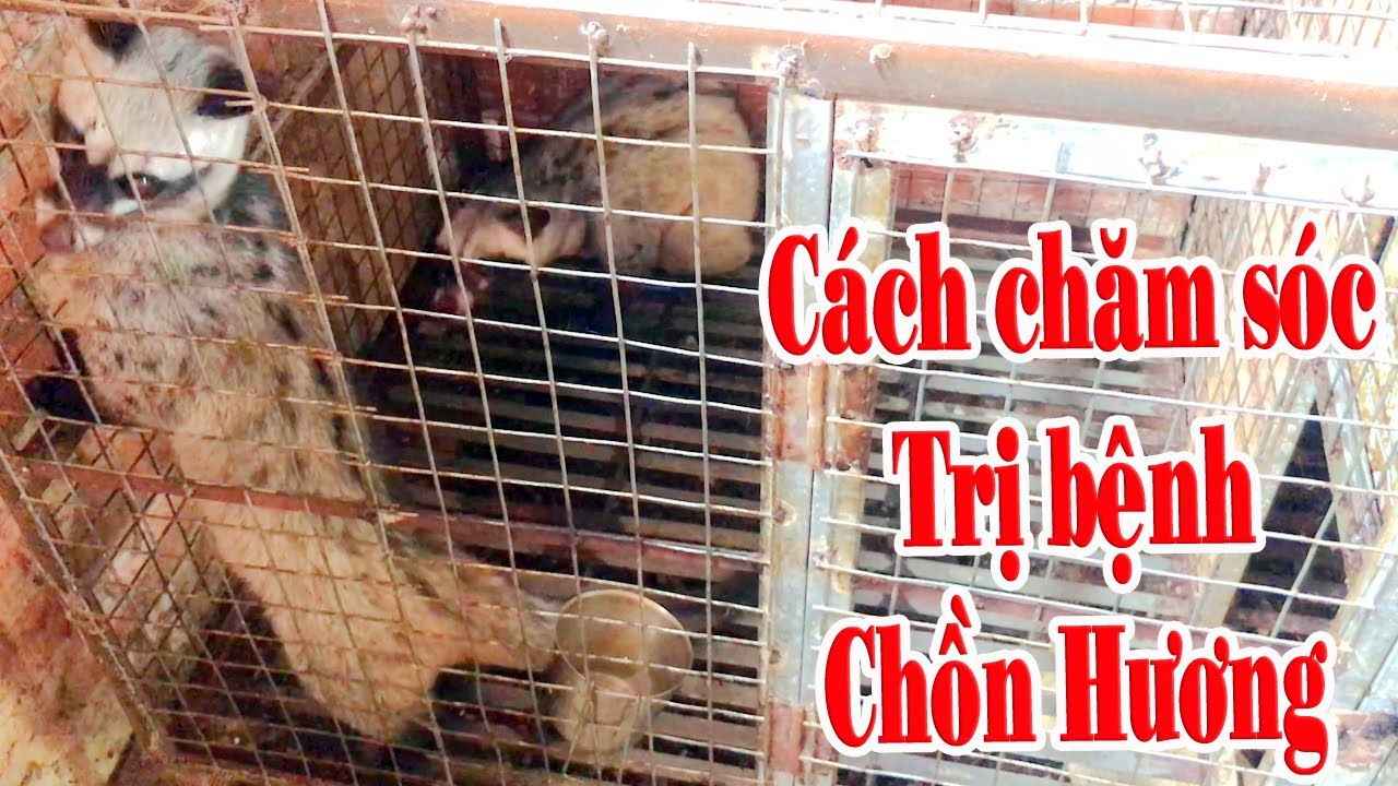 Cách phòng trị bệnh chồn hương của chủ trại chồn hương giống tây ninh