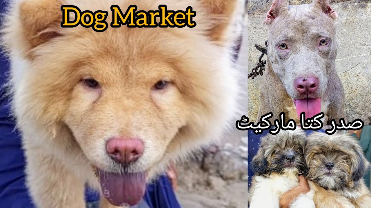 Dog Market Saddar | Sunday Saddar Dogs Market | Dog Market Karachi Pakistan | 3-11-24 #babapetsinfo