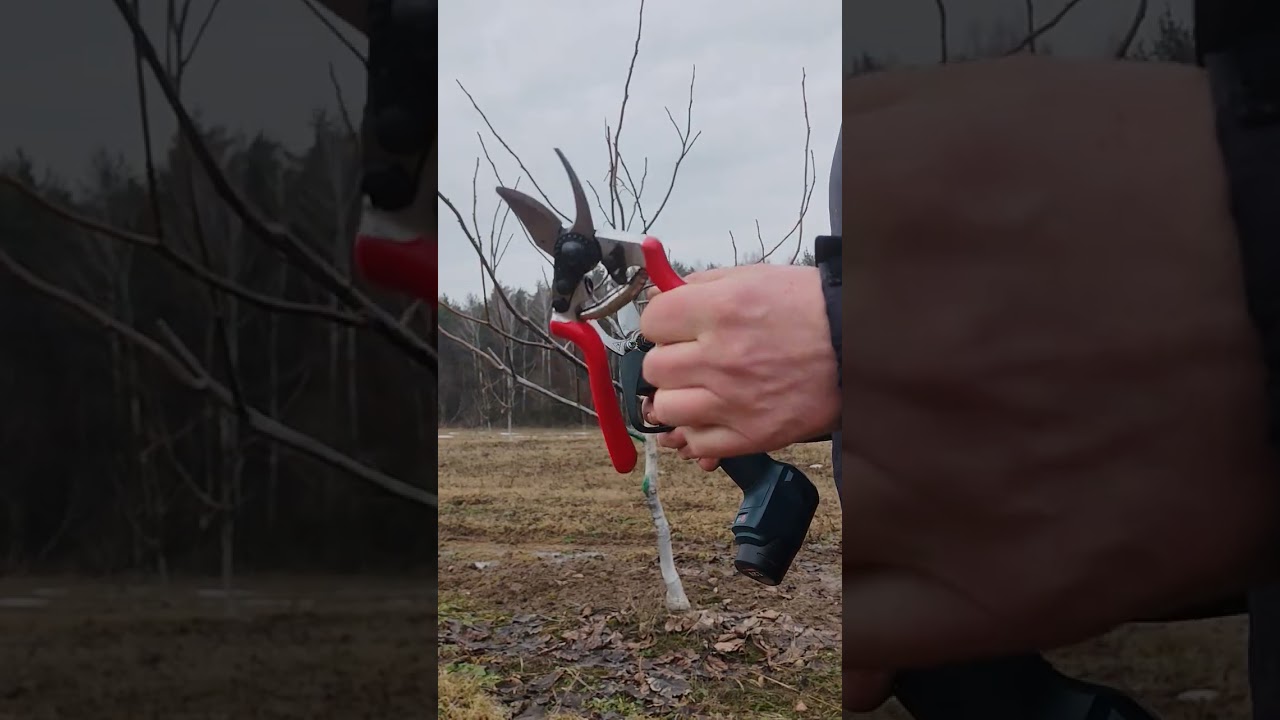 Мои секаторы. Весна 2026. 