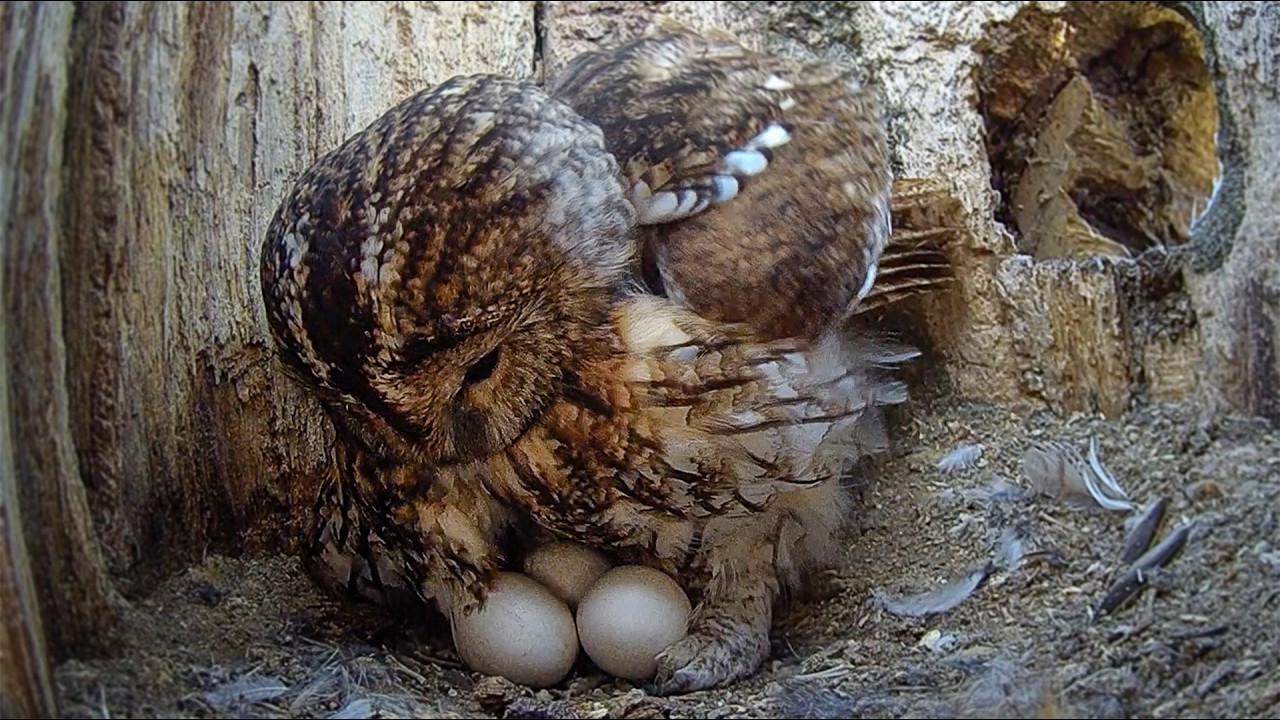 A Tawny Owl's Long Day Incubating Eggs | Timelapse | Robert E Fuller