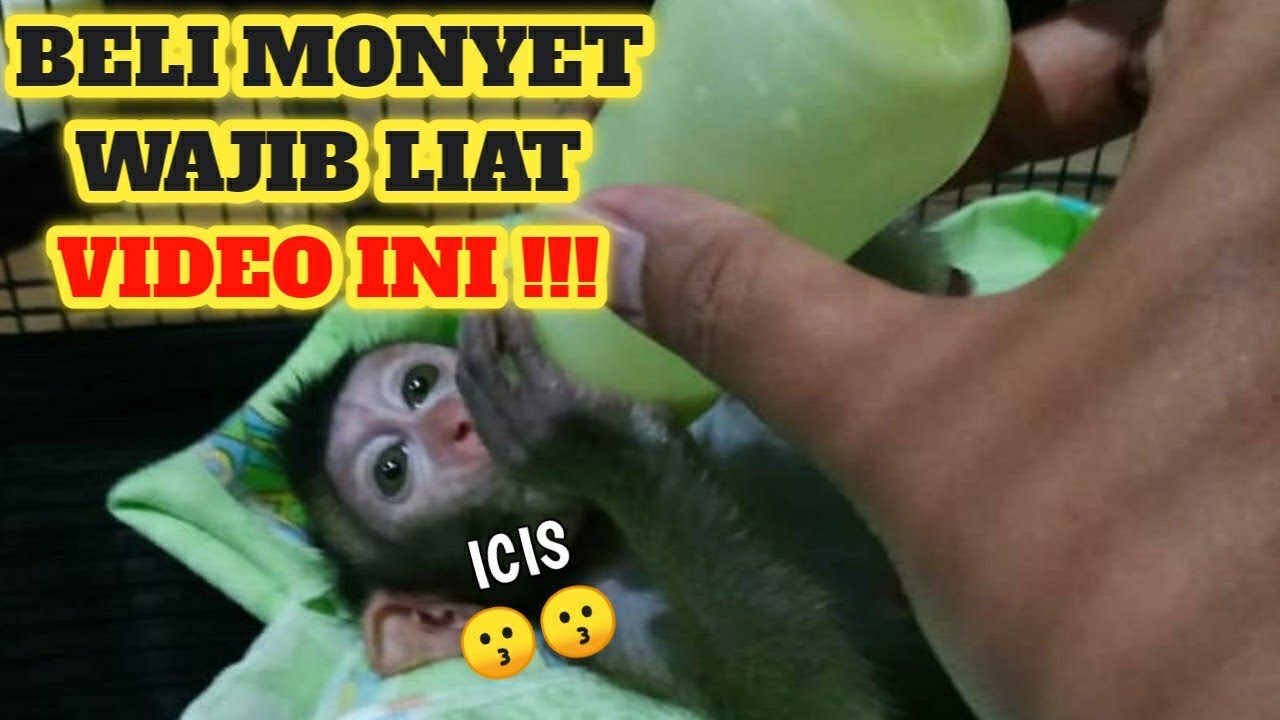 SEBELUM BELI MONYET | HARAP TONTON VIDEO INI DULU...