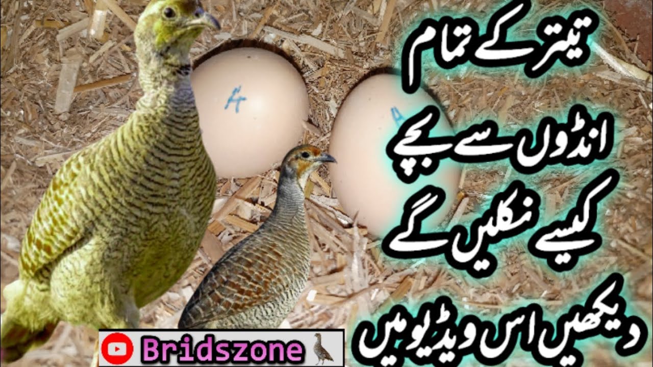 teetar ke tamam andon se bachy nikly gay inshaAllah
