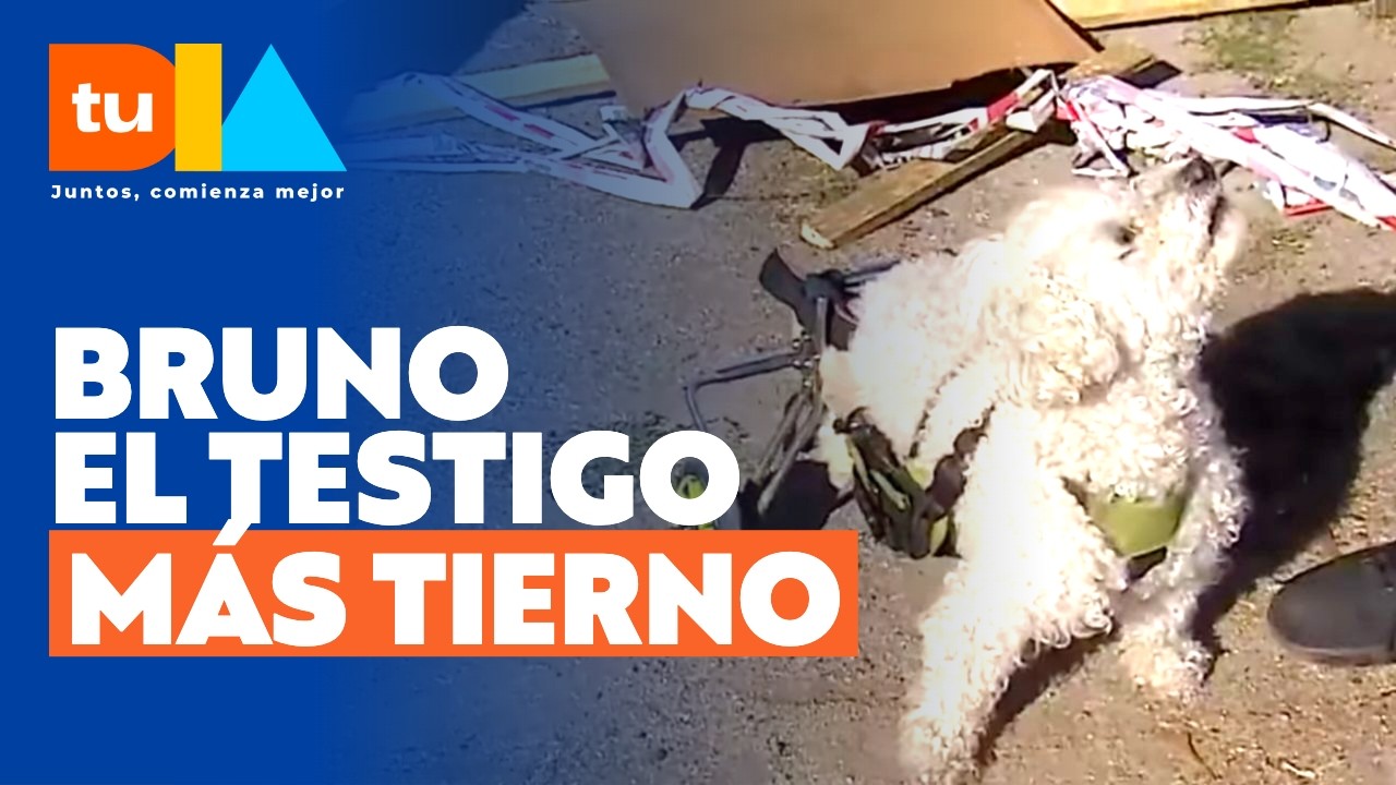 Perrito llama la atención en medio de accidente de camión l Tu Día