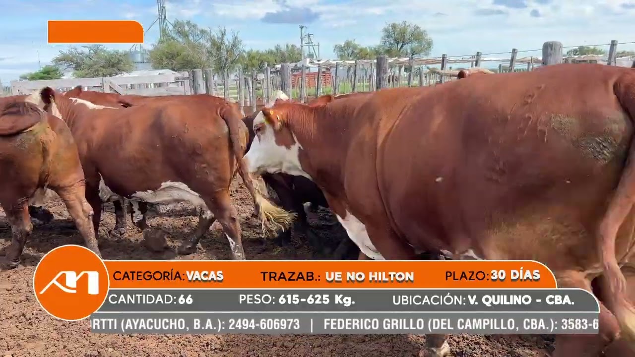 LOTE 39